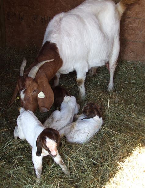 Sarver Acres Farm Boer Goats For Sale