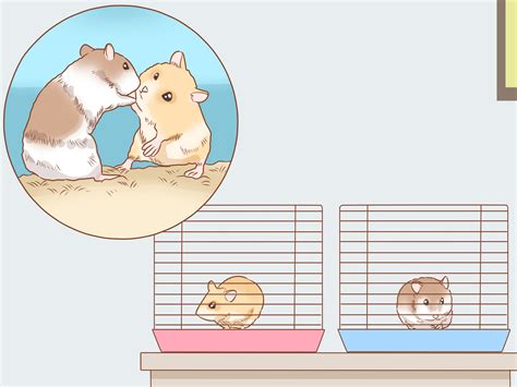 How To Introduce Two Dwarf Hamsters 15 Steps With Pictures