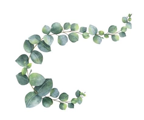 Watercolor Vector Wreath With Green Eucalyptus Leaves And Branches