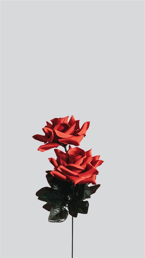 Wallpaper Rose Flower Artificial Minimalism Minimalist Flower