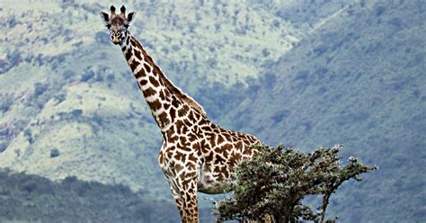 Evolutions Tall Tale — The Giraffe Neck Evolution News