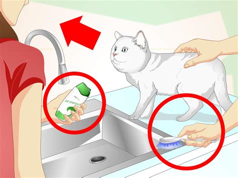 How To Inconspicuously Bathe A Cat Without Being Scratched