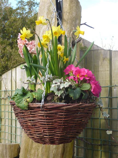 Another One Of My Spring Hanging Baskets Orquídeas Jardim Jardim