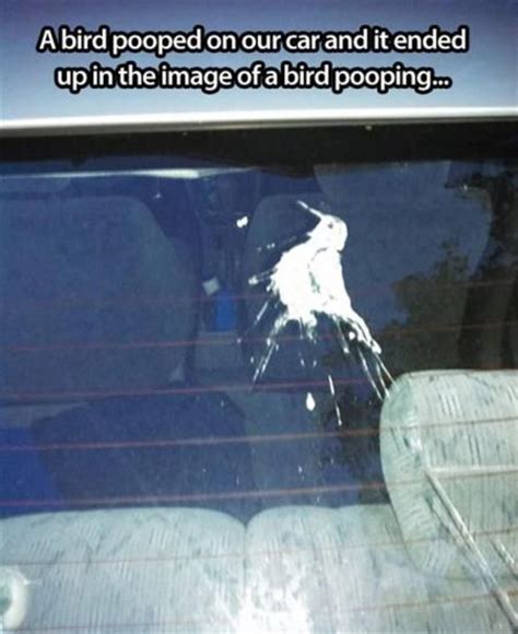 Bird Poop On Head Memes