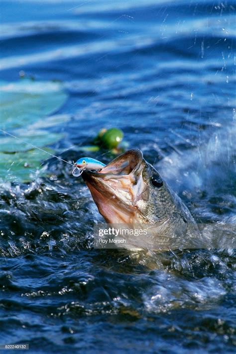 Largemouth Bass Caught On Hook High Res Stock Photo Getty Images