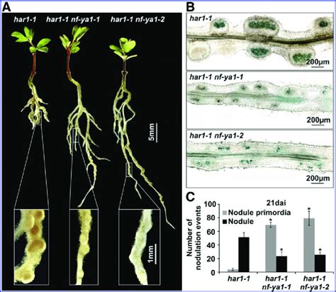 Plant Phenotypes A The Har1 1 Parental Line And Two Independent