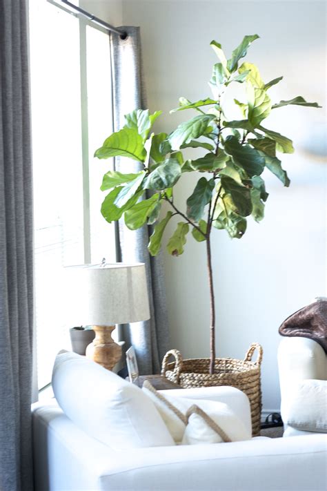 Shop our favorite low light indoor plants. Good Tall Indoor Plants | Tall indoor plants, Indoor trees, Indoor plants low light