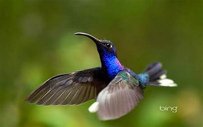 Bing Hummingbird Animal Tag