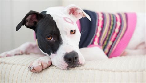 The Pit Bulls Nanny Dogs That Never Were Debunking The Myth