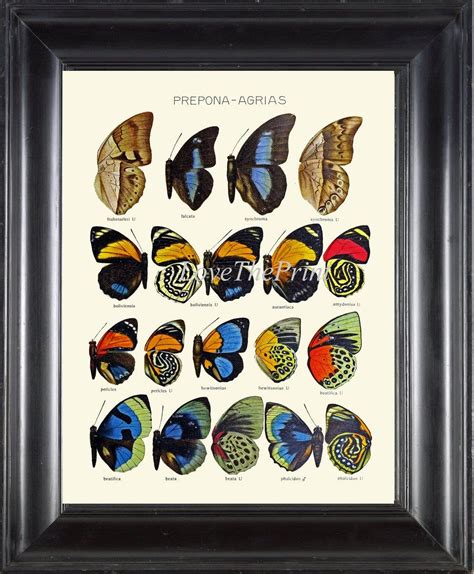 A Framed Butterfly Display In A Black Frame With The Words Predomia Adia