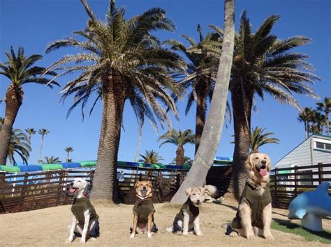 Последние твиты от 京急油壺マリンパーク公式アカウント (@aburatsubo_mp). 犬とお出かけ神奈川県編｜ 編集部おすすめスポット9選 | ペトこと