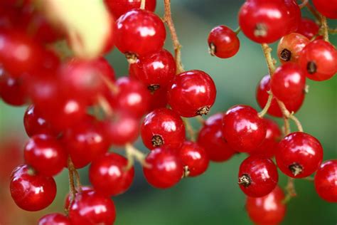 Currant Nature Berries Red Currants Fruits 12 Inch By 18 Inch Laminated