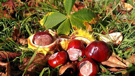 Entspannen und genießen unter alten kastanien das traditionslokal speisekammer in heddernheim mehr reservierungen Kastanien sammeln für Gummibärchen - grüneliebe.de