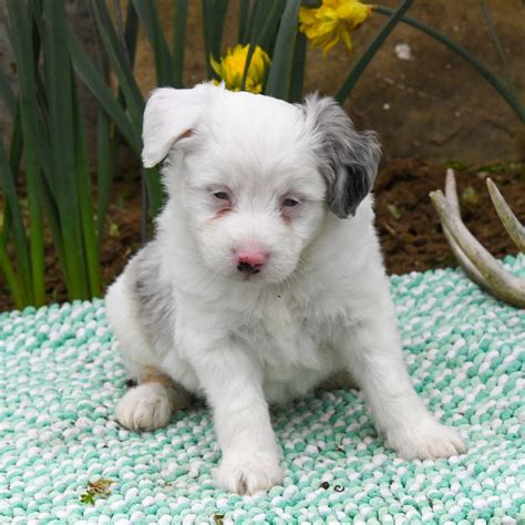 Aussiedoodles For Sale Adopt Aussiedoodle Puppies For Sale Online