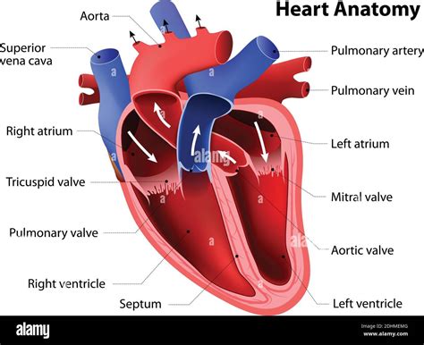 Right Atrioventricular Valve Stock Vector Images Alamy