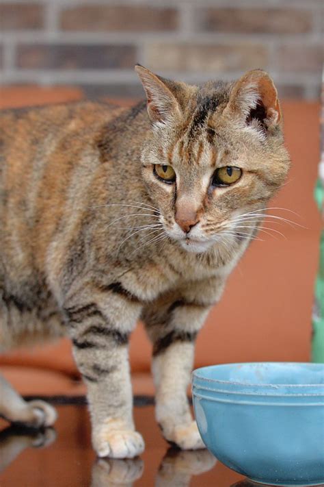 Homes desperately needed for 1,000's of older cats! Pin on Cats Funny Pictures So Cute