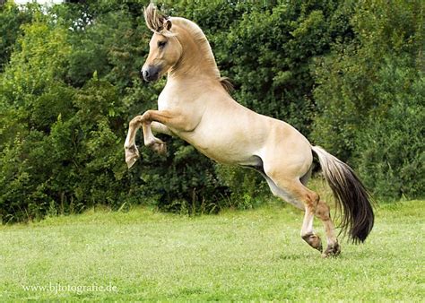 Big horses work horses white horses pretty horses horse love beautiful horses horse photos performance reference index. 1213 best Horse reference photos images on Pinterest