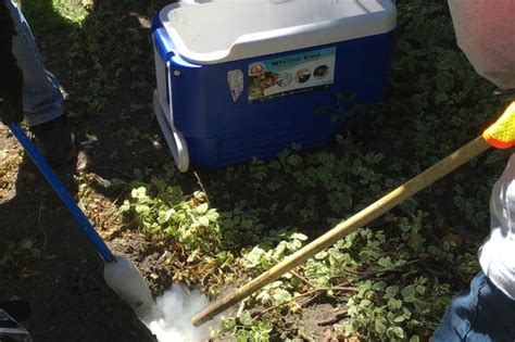 In 2016, major cities began using dry ice in an attempt to control rat populations. Killing Rats With Dry Ice Is Chicago's New Way To Fight ...