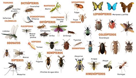 BiologÍa Y GeologÍa 1º Eso Clasificación De Insectos
