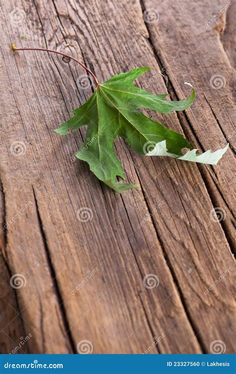 Dry Maple Leaf On Old Wooden Background Stock Photo Image Of Aged
