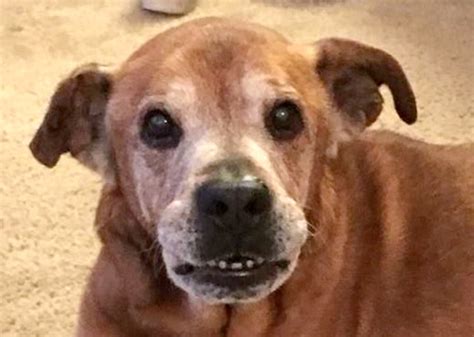 Maybe you would like to learn more about one of these? Couple Visits Shelter To Donate & Then Adopt 17-Year-Old Dog