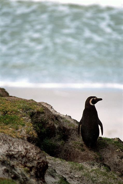 Falkland Islands Penguins Photograph By Kevin Moloney
