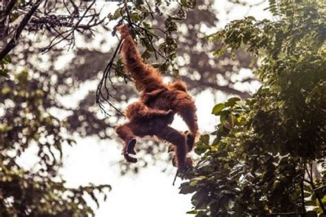 Selama 16 Tahun Terakhir Setidaknya 100000 Orangutan Terbunuh Di