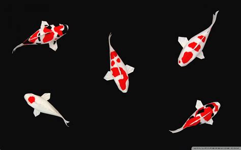 Animated Koi Fish Wallpapers Top Free Animated Koi Fish Backgrounds