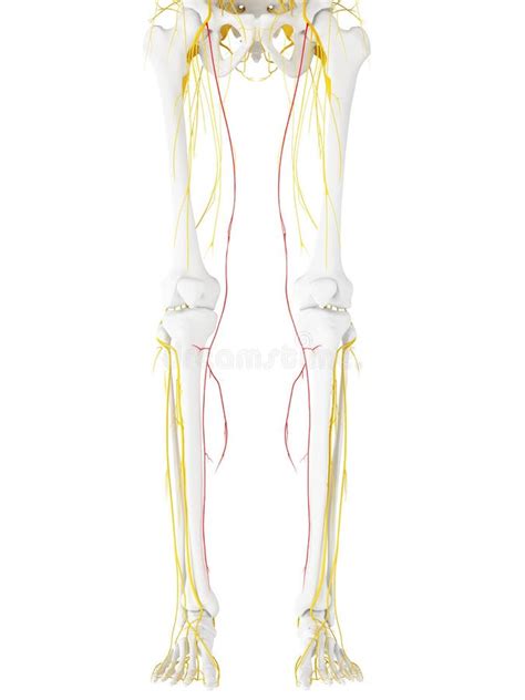 The Saphenous Nerve Stock Illustration Illustration Of Male 101288518