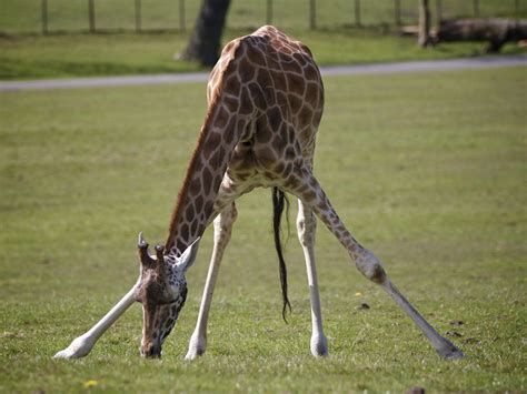 Awkward Giraffe Is Having A Tough Time Jason Hales Flickr