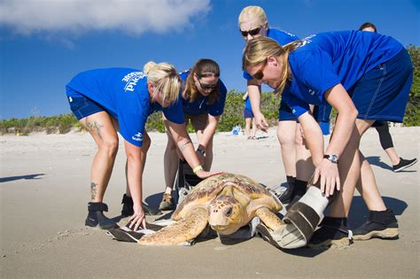 Rehabilitated Sea Turtles Released Into The Wild Orlando Sentinel
