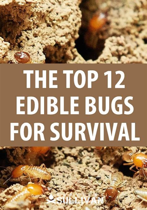 The Top 12 Edible Bugs For Survival Survival Sullivan Edible Bugs