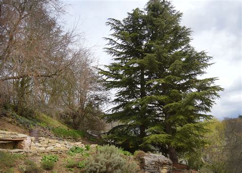 How To Grow And Care For A Cedar Of Lebanon Tree