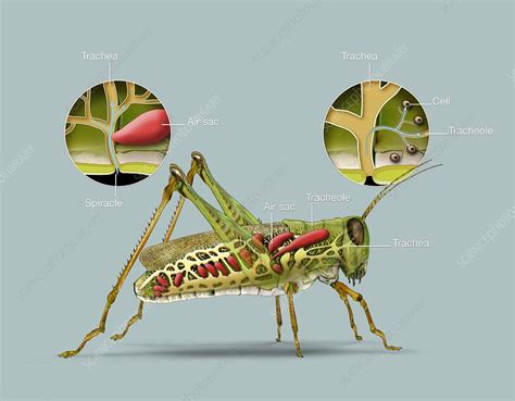 Grasshopper And Insect Respiratory System Illustration Stock Image