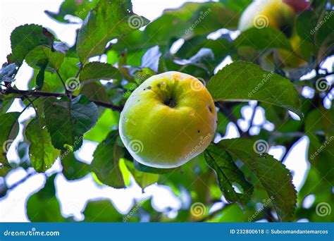 Juicy Ripe Apples Illuminated By The Rays Of The Sun On The Branch Of
