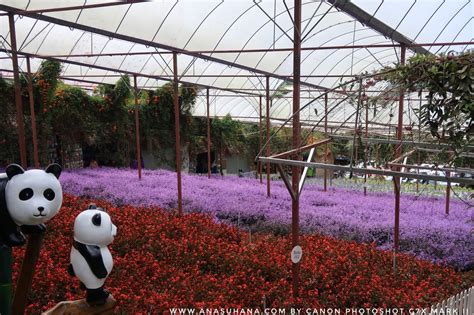 One of the recommended attractions in cameron highlands. Tempat Menarik di Cameron Highlands : Cameron Lavender ...