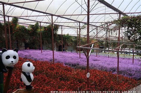 Cameron highlands is one of malaysia's prime tourist destinations, which is a highland region located in pahang state about 121km east of ipoh and about 214km north of kuala lumpur. Tempat Menarik di Cameron Highlands : Cameron Lavender ...