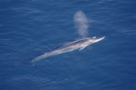 Using Earthquake Sensors To Track Endangered Whales Constantine