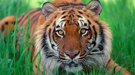 Petition · Save The Endangered Sumatran Tigers Australia ·