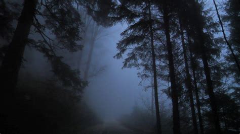 Dark Rainy Forest Wallpapers Top Free Dark Rainy Forest Backgrounds