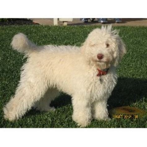 Check spelling or type a new query. Labradoodle Story Tails, Labradoodle Breeder in Dixon ...