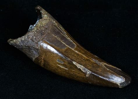 236 Inch Tyrannosaurus Rex T Rex Tooth For Sale 4706