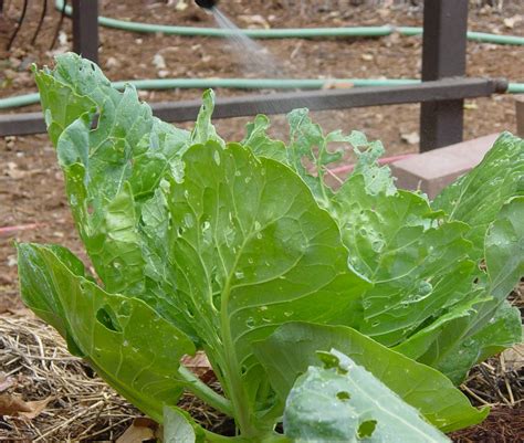 Maybe you would like to learn more about one of these? Garden Ally: How to Treat Cabbage Worms
