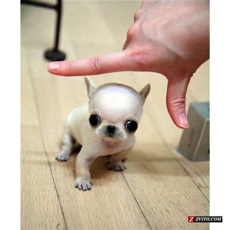 Chihuahuas that are called teacup chihuahuas are smaller sized versions of the original dog, and it is also an american term to describe the size of the dog. Micro Teacup size Chihuahua Extreme Faces! Luxury ...