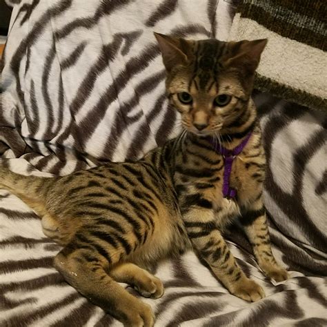 Bengal Cats For Sale Spring Hill Tn 264552 Petzlover