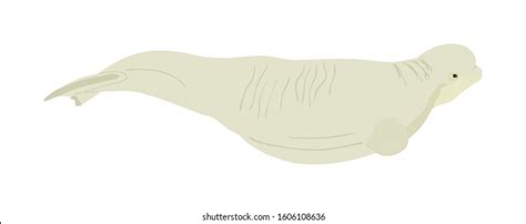 Beluga Whale Vector Illustration Isolated On Stock Vector Royalty Free