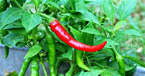 If you live in a high humidity and high heat area, gardening can be extremely difficult, but you are not alone. DIY Cayenne Pepper Powder - Oak Hill Homestead