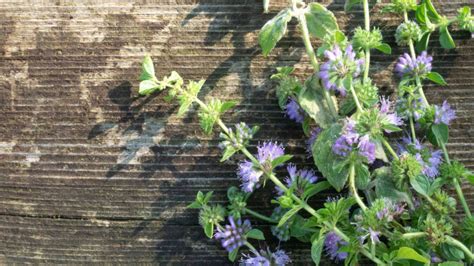 You should never use pennyroyal tea to induce an abortion
