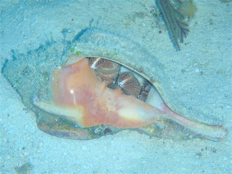 Check out this vid to see our established 90gal reef tank. Crab in a Conch Shell | Fish pet, Underwater, Animals