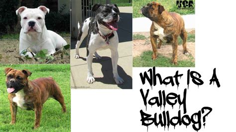 Valley bulldog's origin, price, personality, life span, health, grooming, shedding, hypoallergenic collection of all the general dog breed info about valley bulldog so you can get to know the breed. Introducing The Valley Bulldog!!! - YouTube